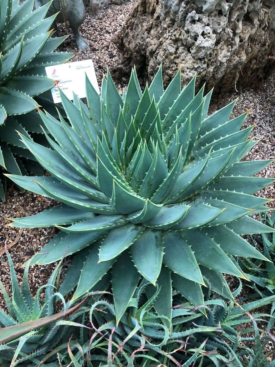 Aloe a spirale 7