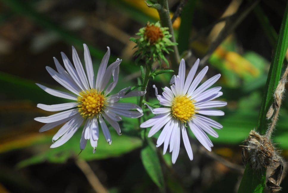 Symphyotrichum