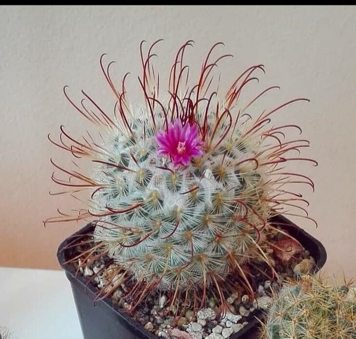 Cactus 3