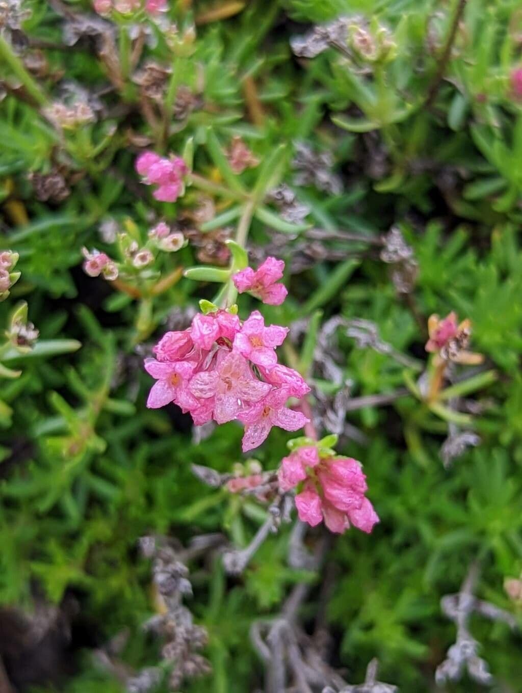 Asperula