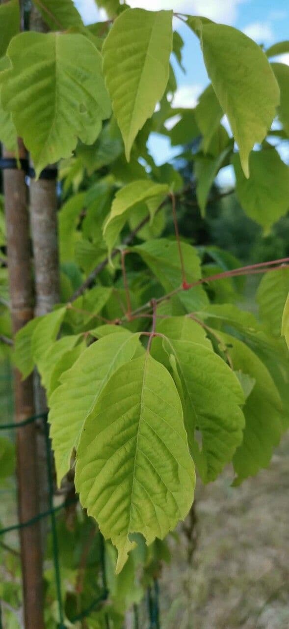 Henry's Maple 3