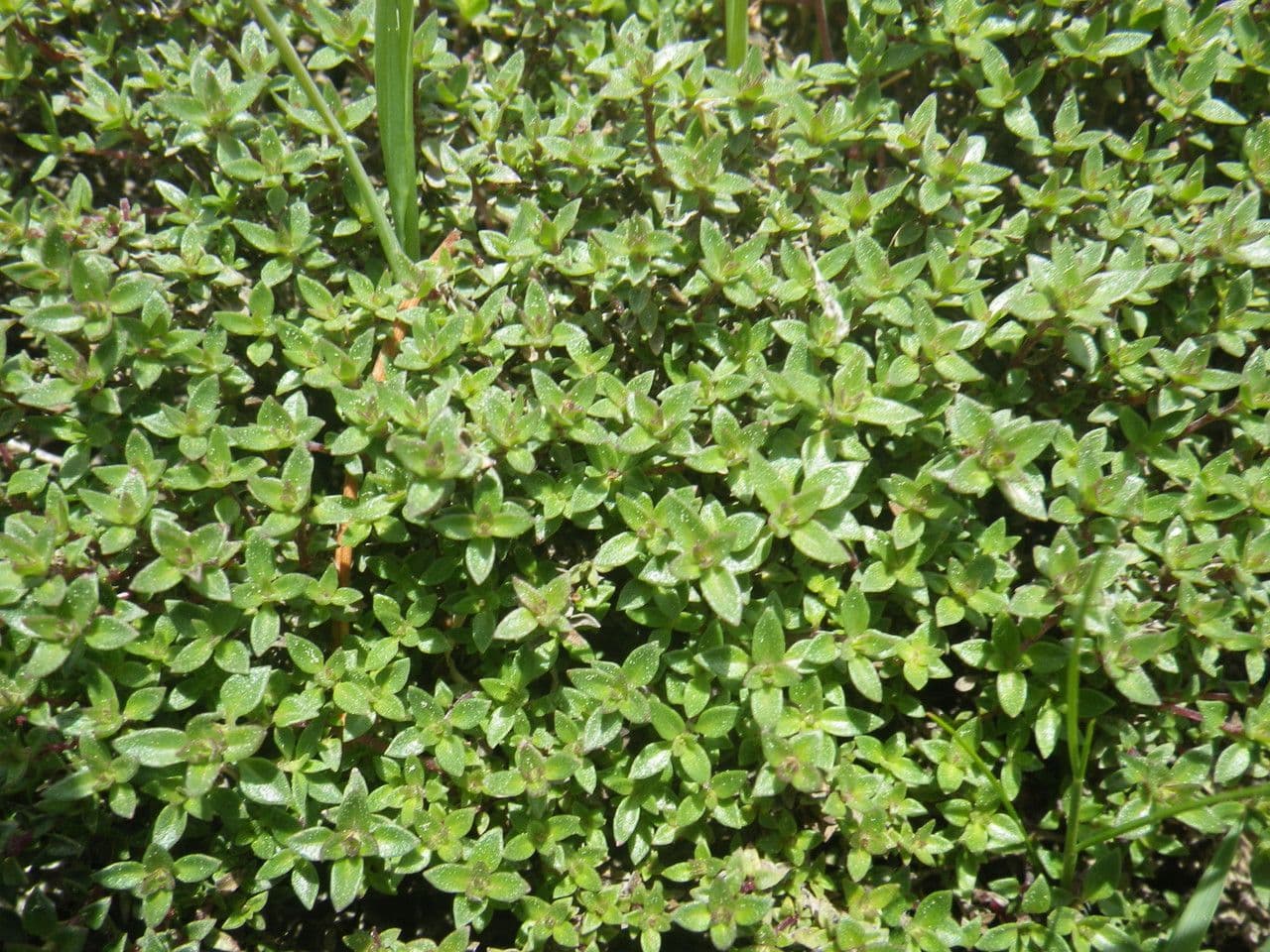 Thym à odeur de cumin 10