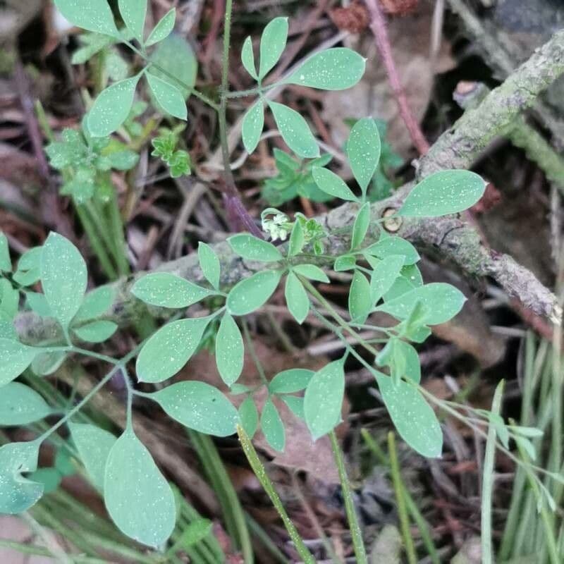 Corydalis claviculata 19