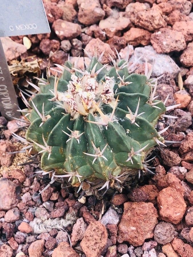 Stenocactus coptonogonus
