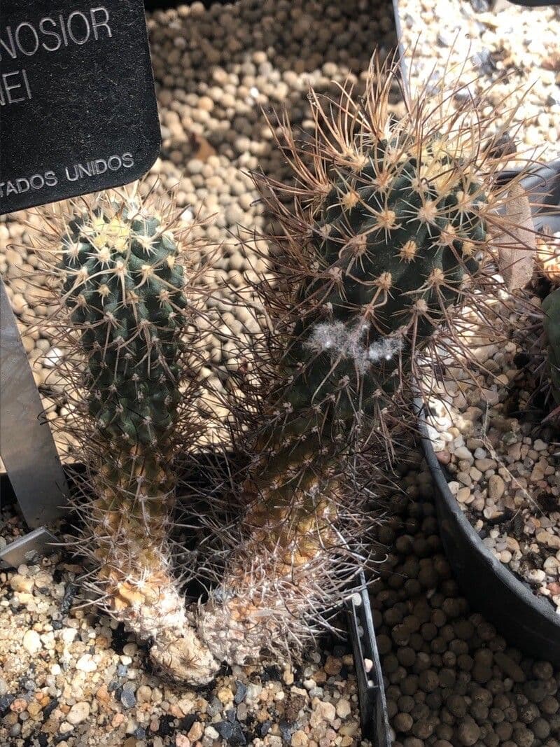 Cactus espolón