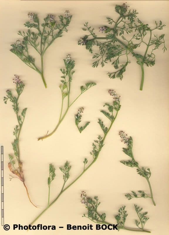 Kleinblütiges Erdrauch 24