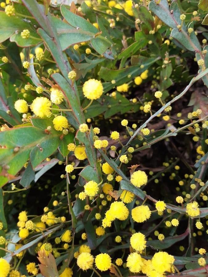 Acacia glaucoptera 6