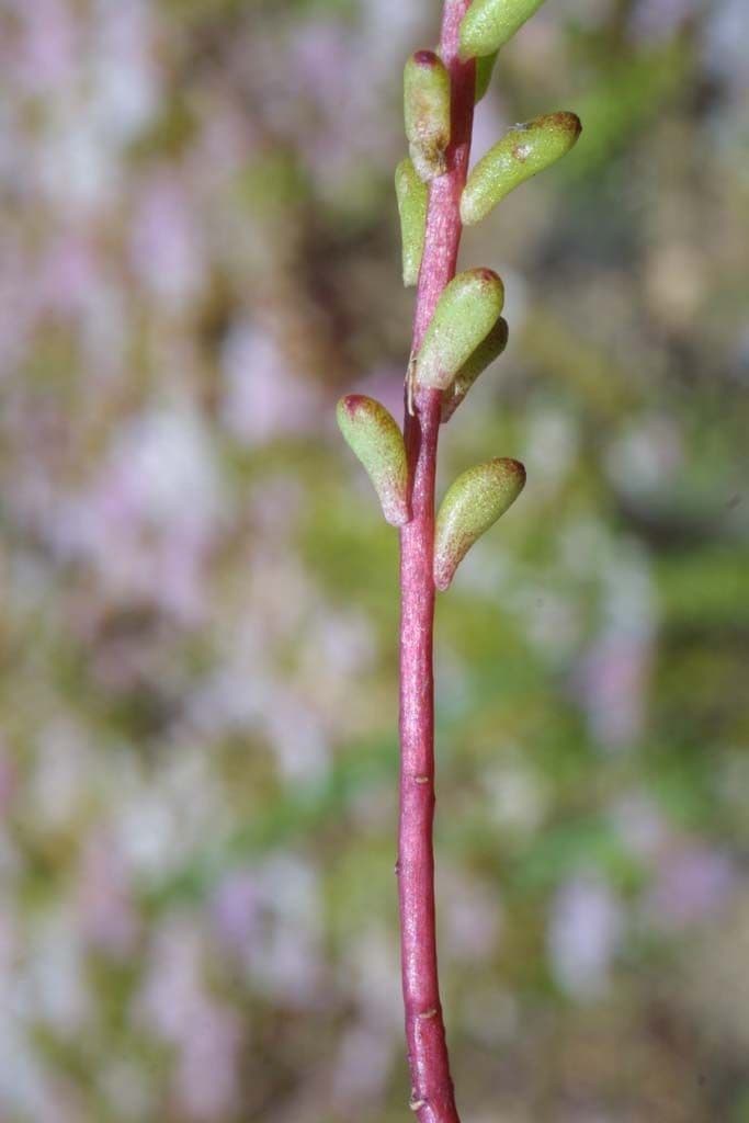 Sedum 15