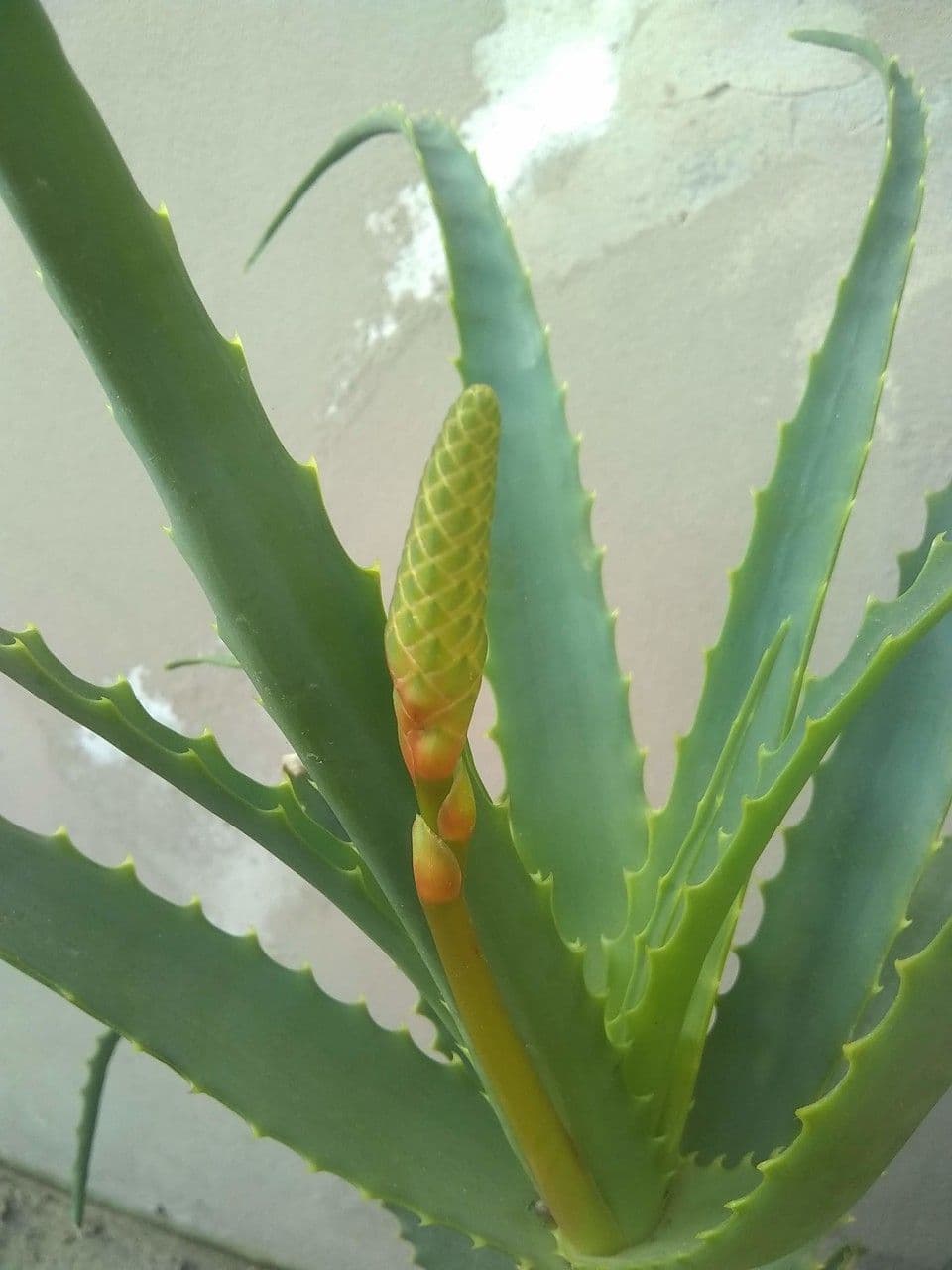 Baum-Aloe 27