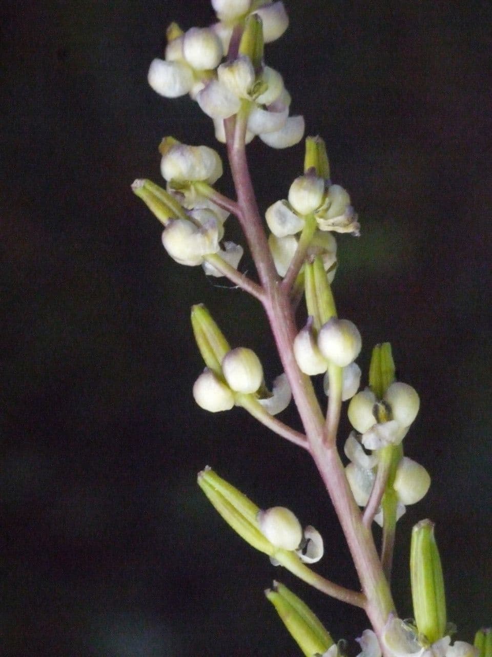 Triglochina bulbosa 13