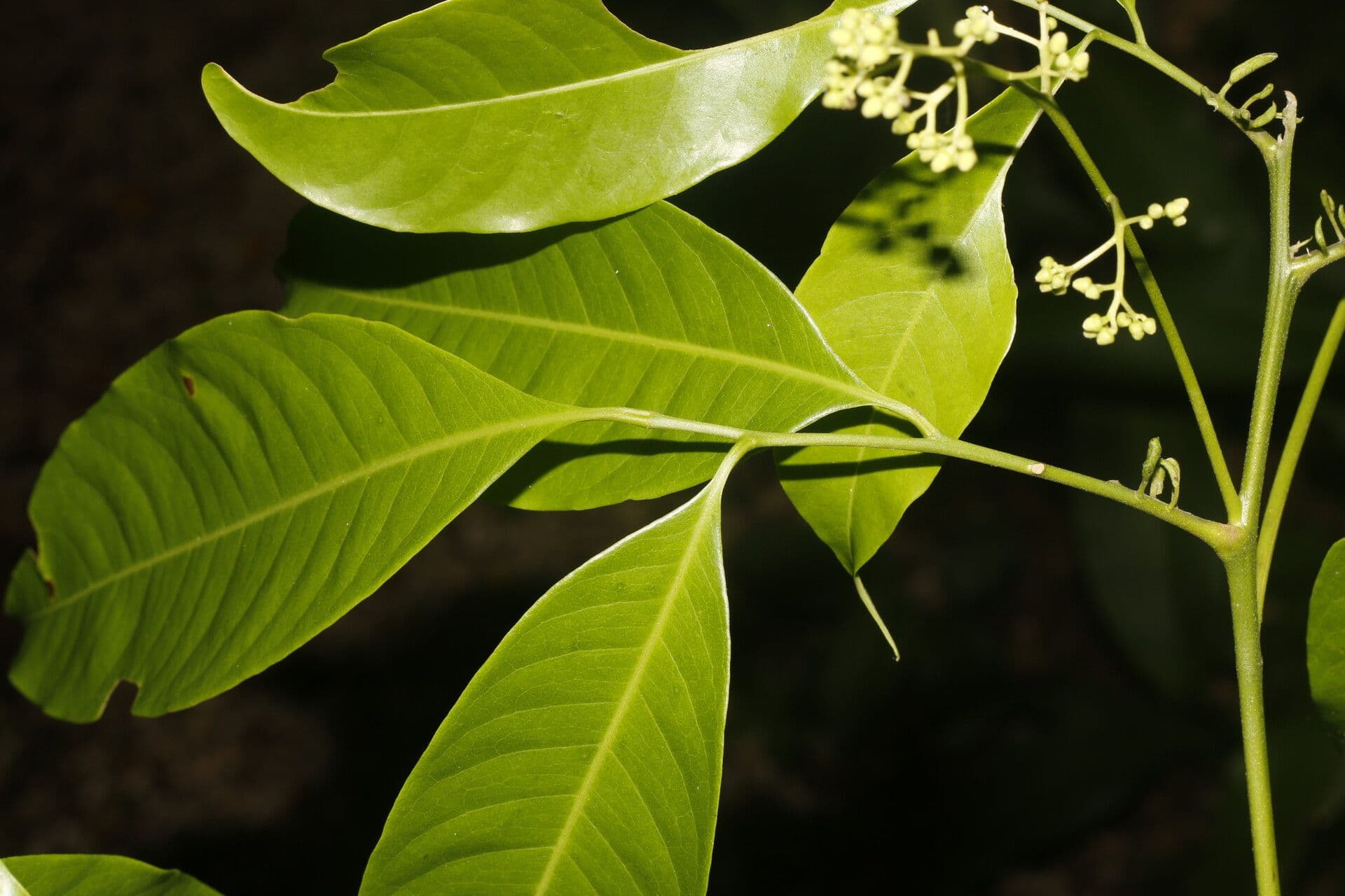 Trichilia 12