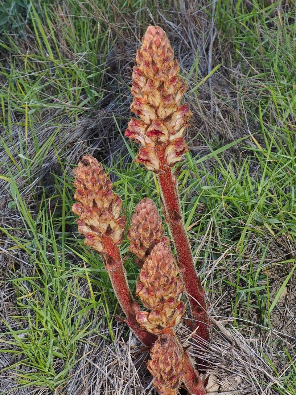 Succiamele gracile 20