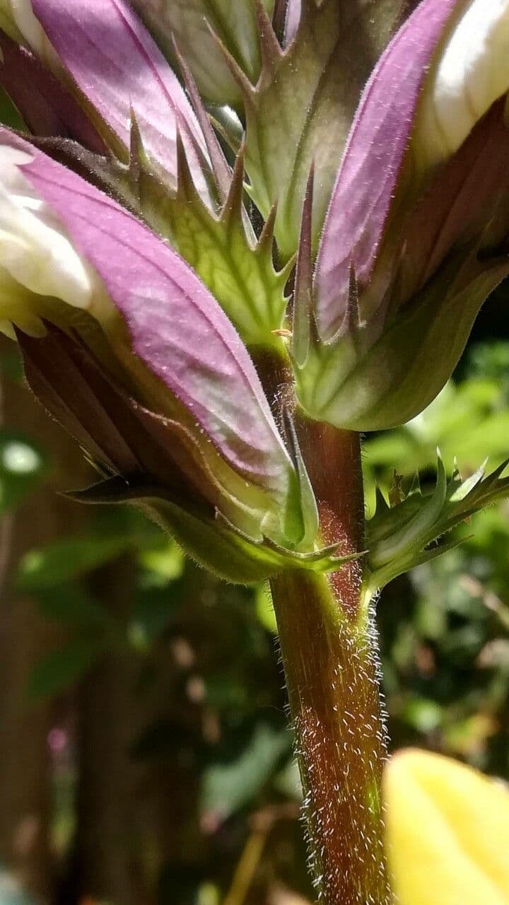 Acantho spinoso 24