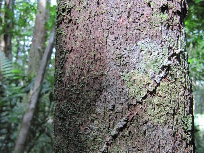 Stachyarrhena 3