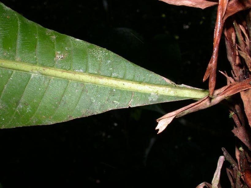 Cespedesia 18