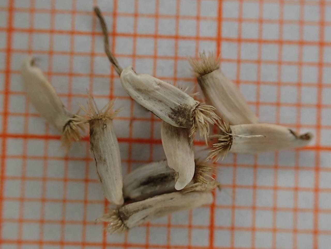 Centaurea nervée 29