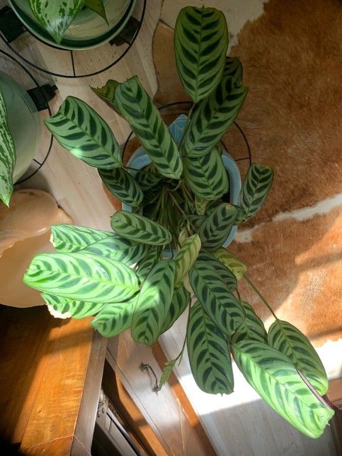 Ctenanthe 2