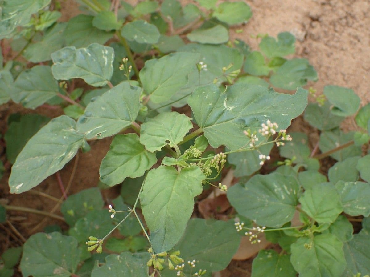 Boerhavia erecta 27