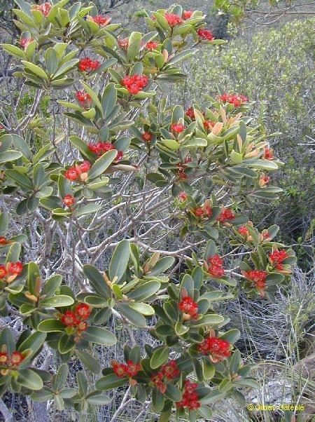 Xanthostemon 9