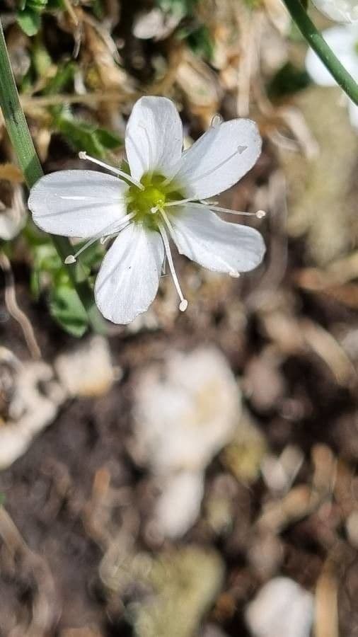Arenaria ciliata 3