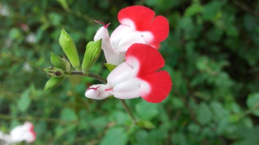 Salvia a foglie piccole 9