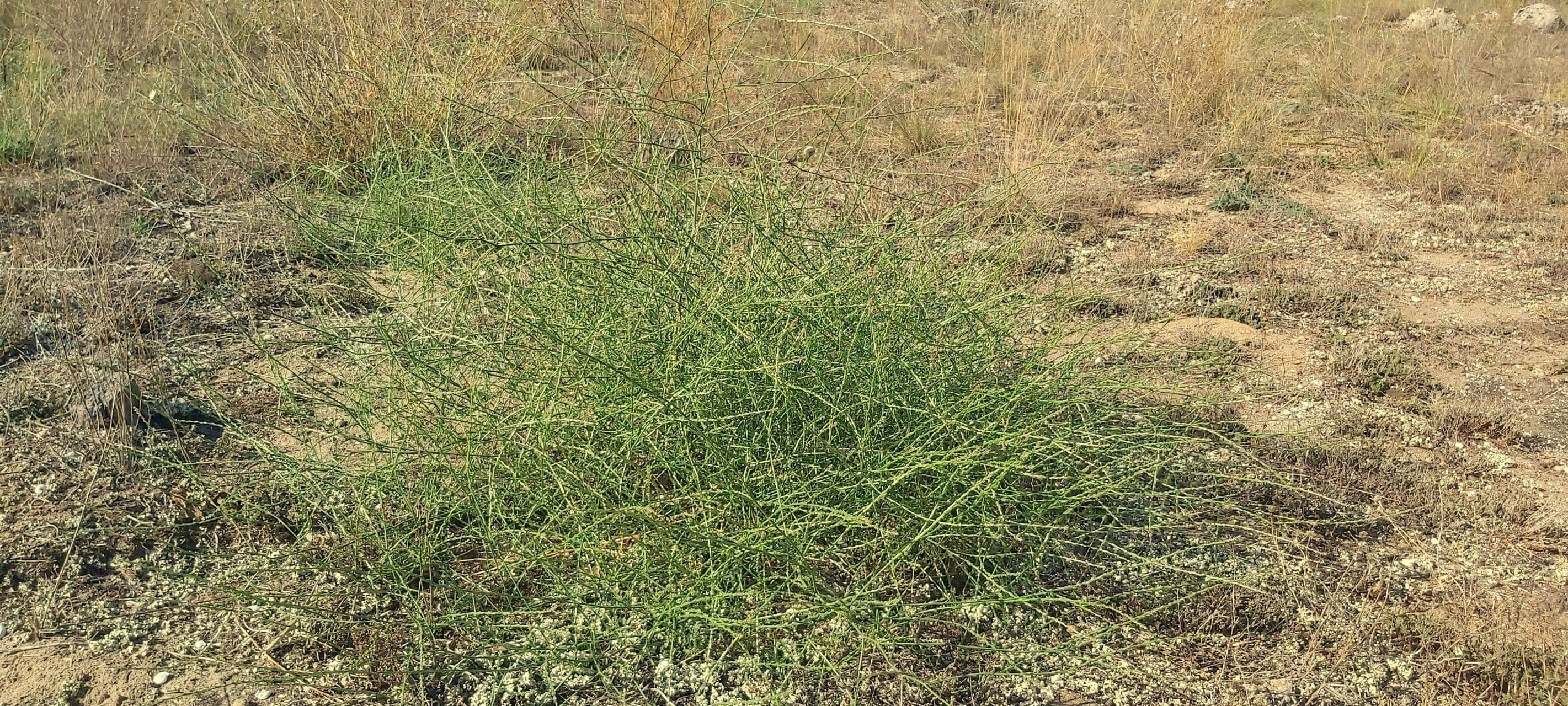 Corispermum 2