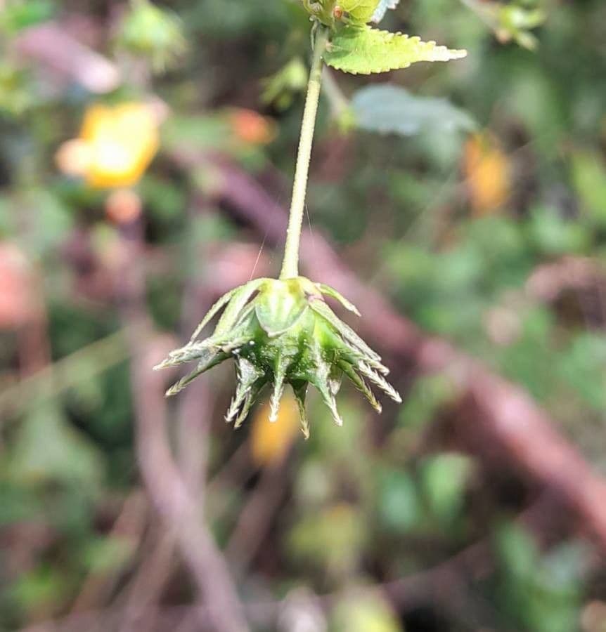 Pavonia 4
