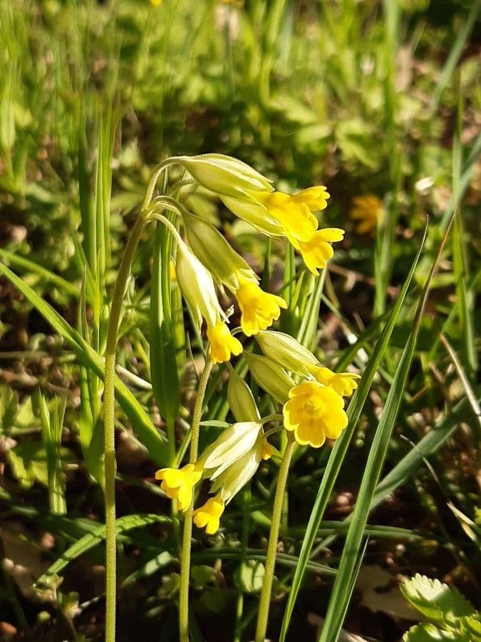 Primavera 29