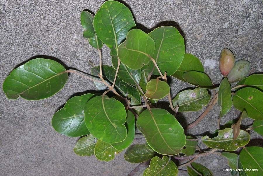 Endiandra