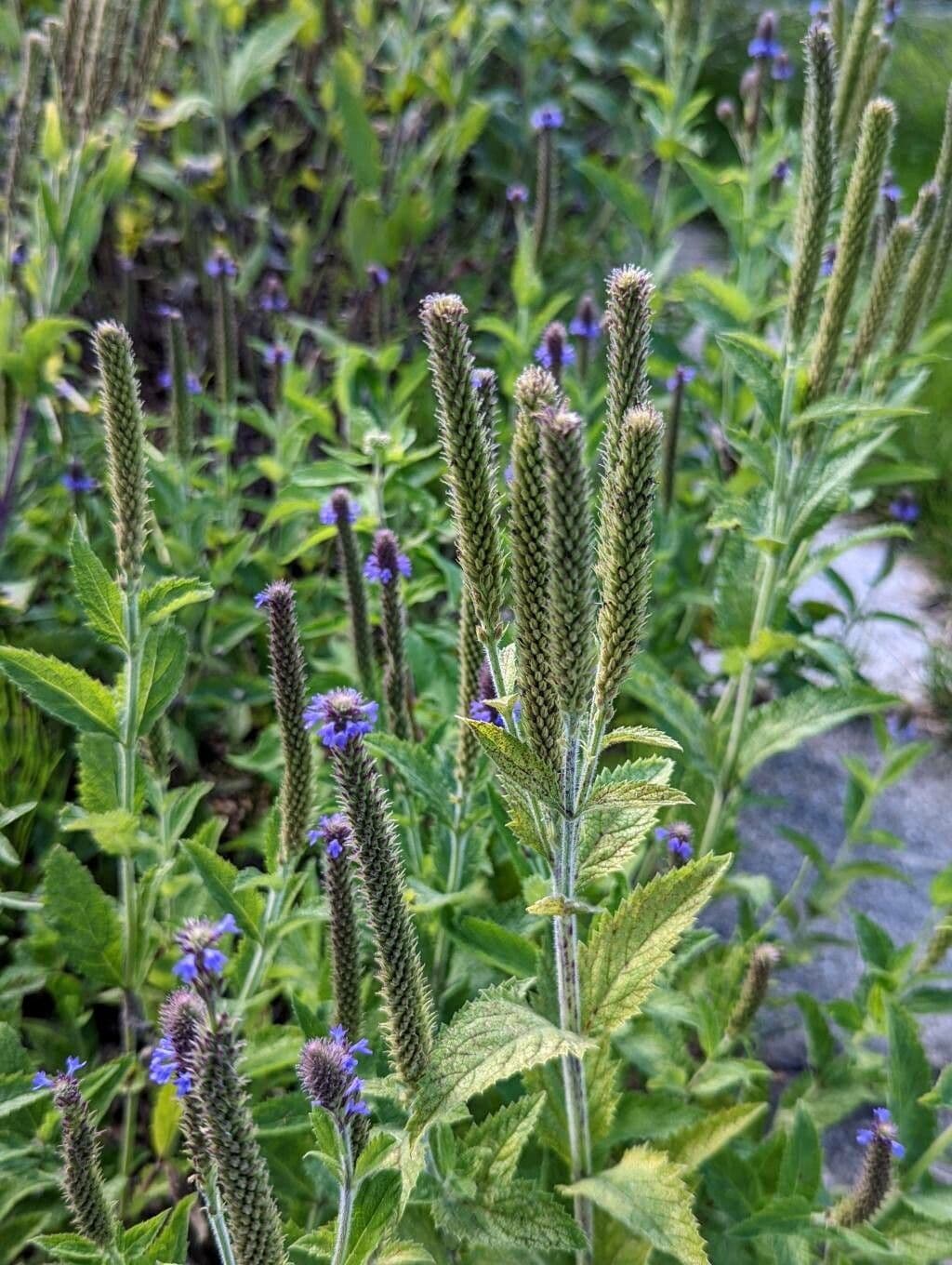 Verbena 4