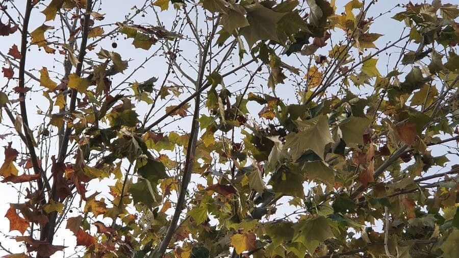 Platanus orientalis 13