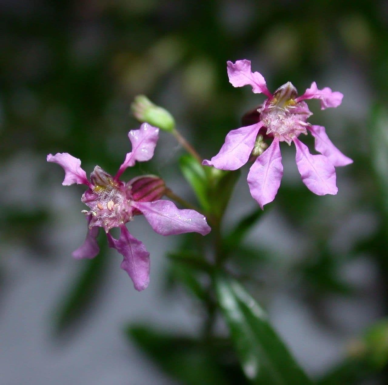 Cuphea utriculosa 2
