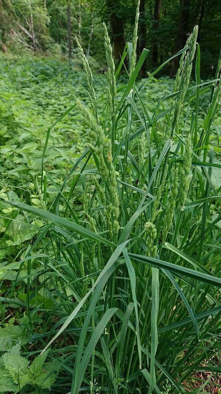 Loglio perenne 30