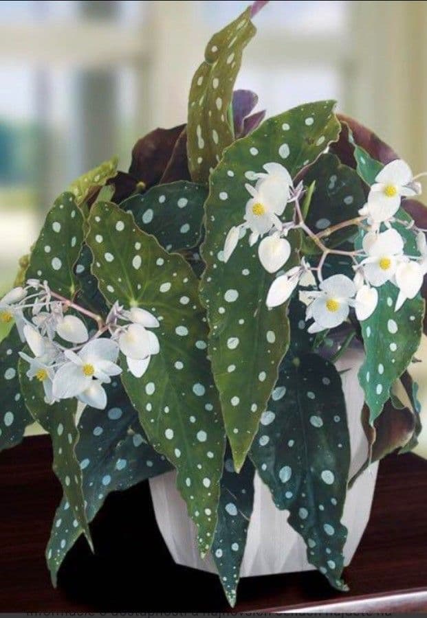 Begonia 9