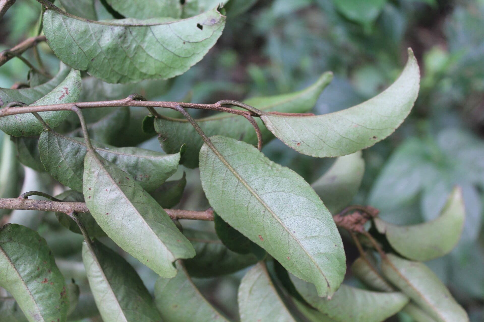 Croton 9