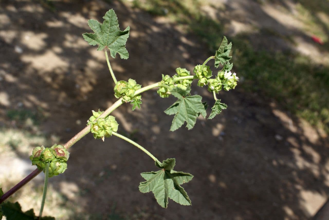 Malva minore 4