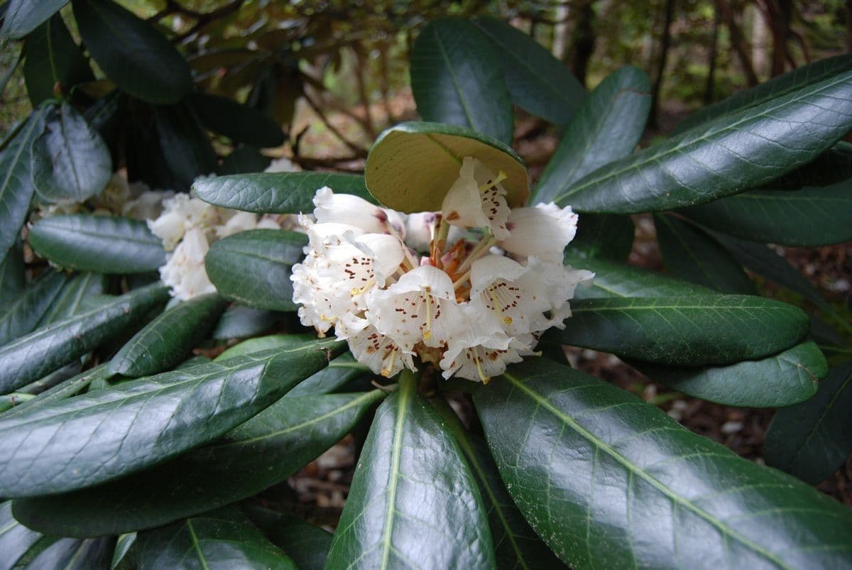 Rododendro