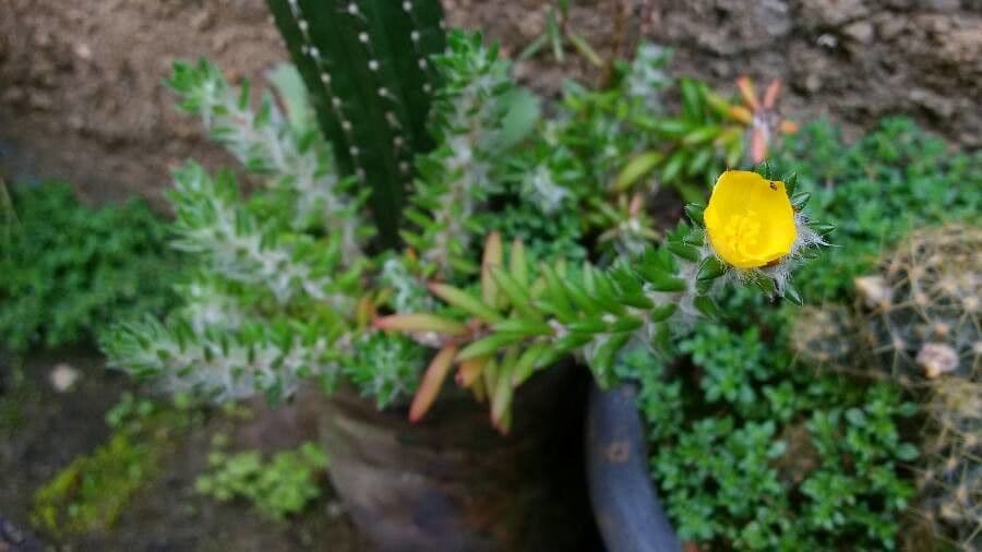 Portulaca
