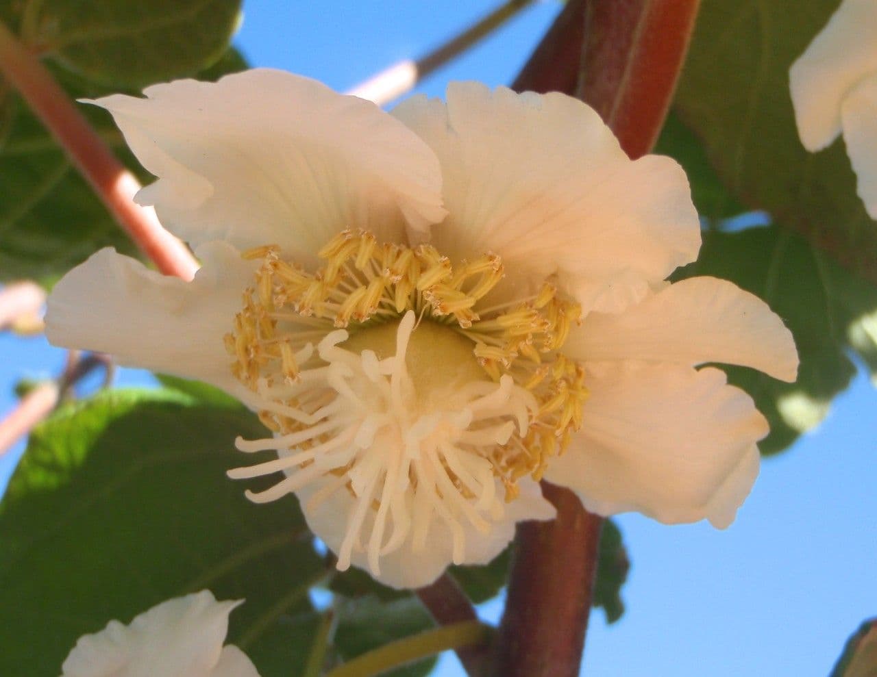 Kiwi dorato 7