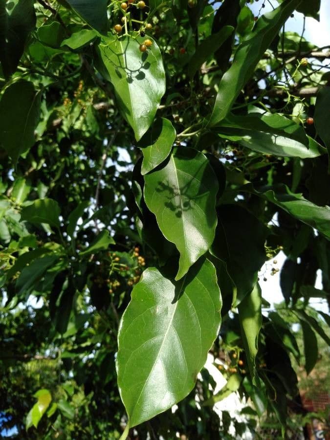 Ehretia 6