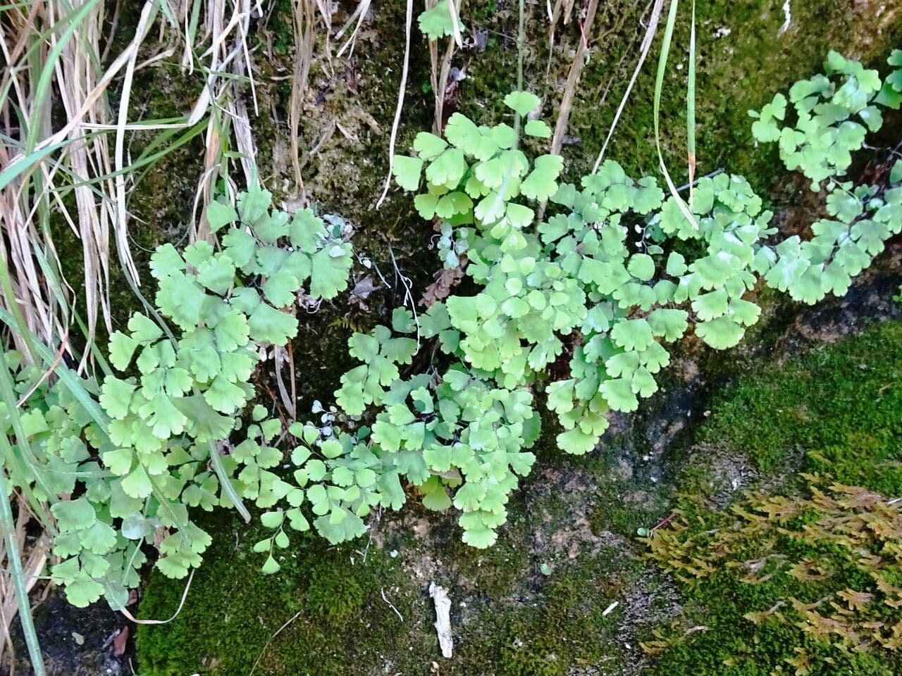 Capelvenere 9