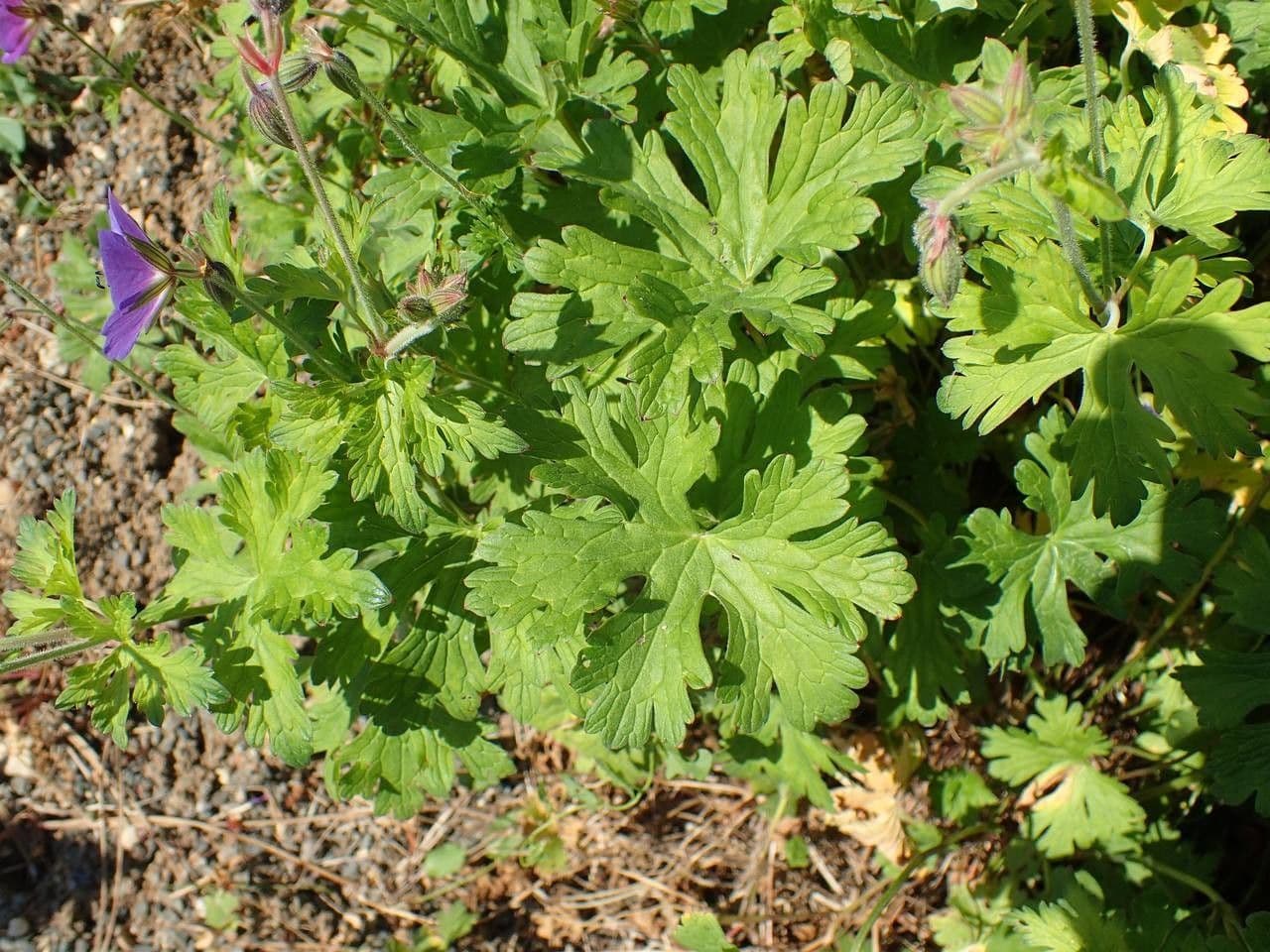 Storchschnabel 9