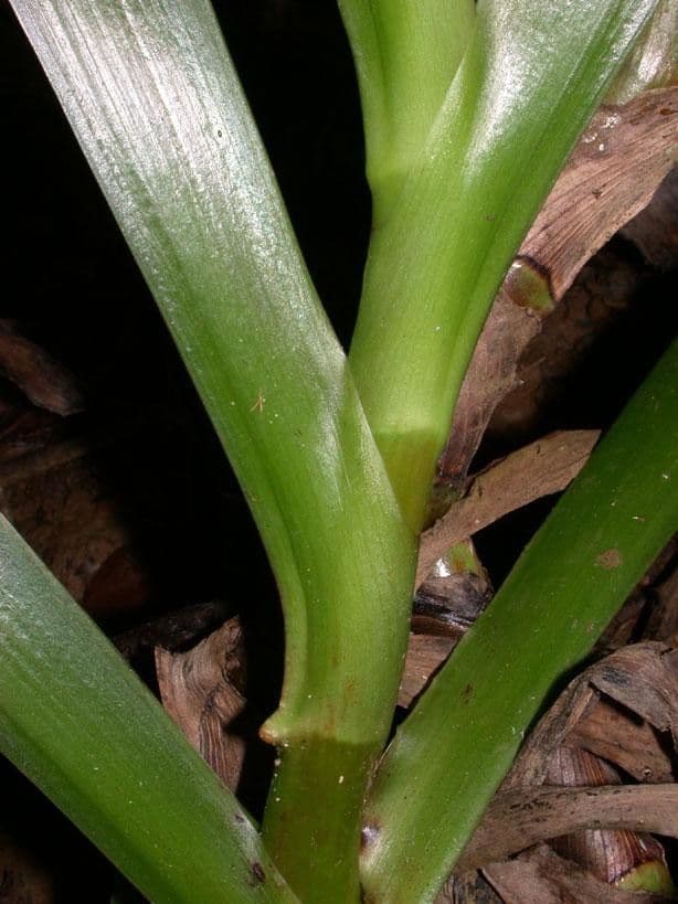 Xiphidium 23