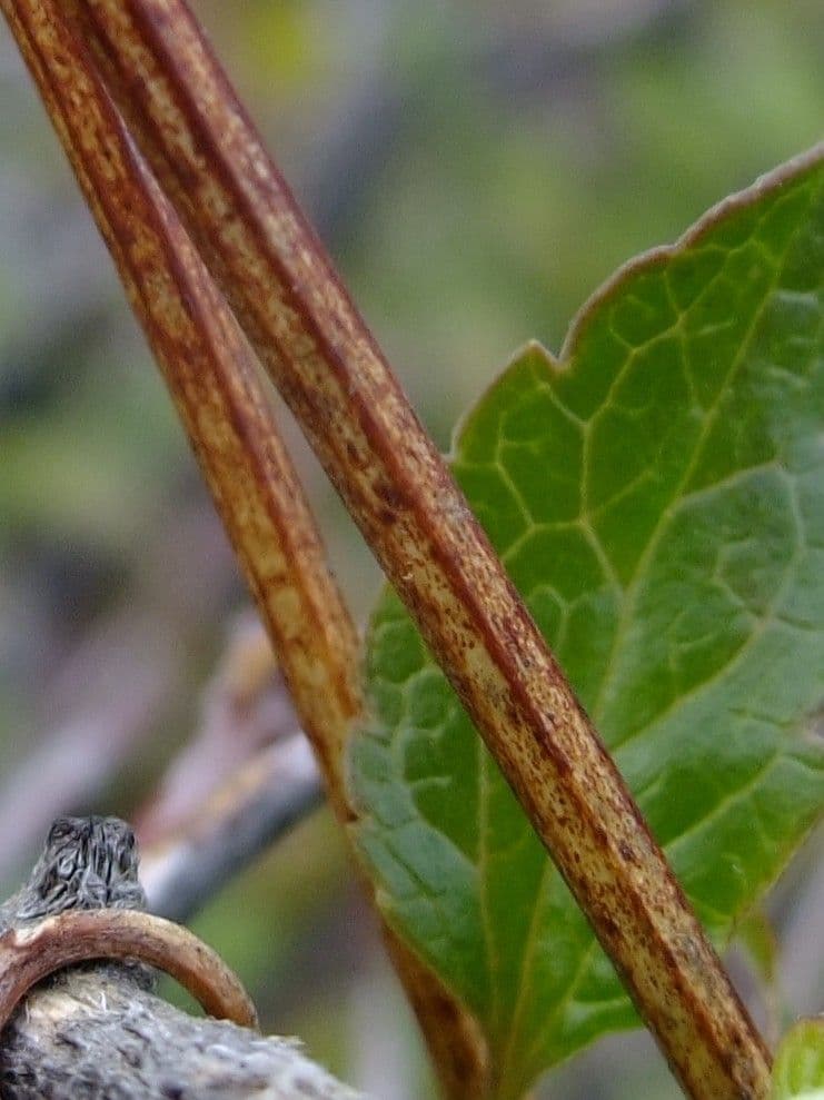 Clematis cirrhosa 24