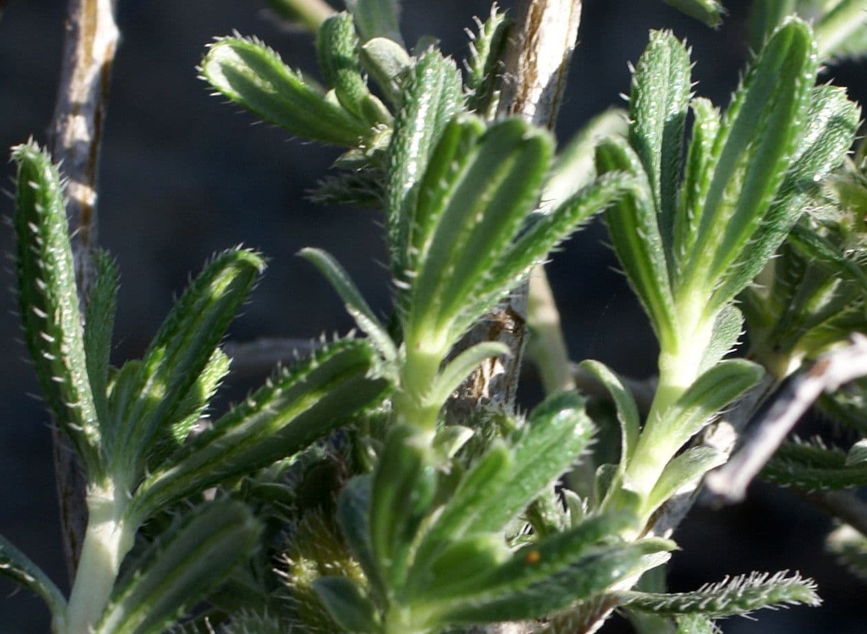 Lithodora 14