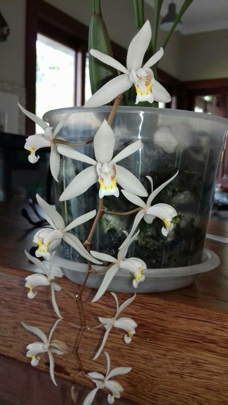 Coelogyne viscosa 5
