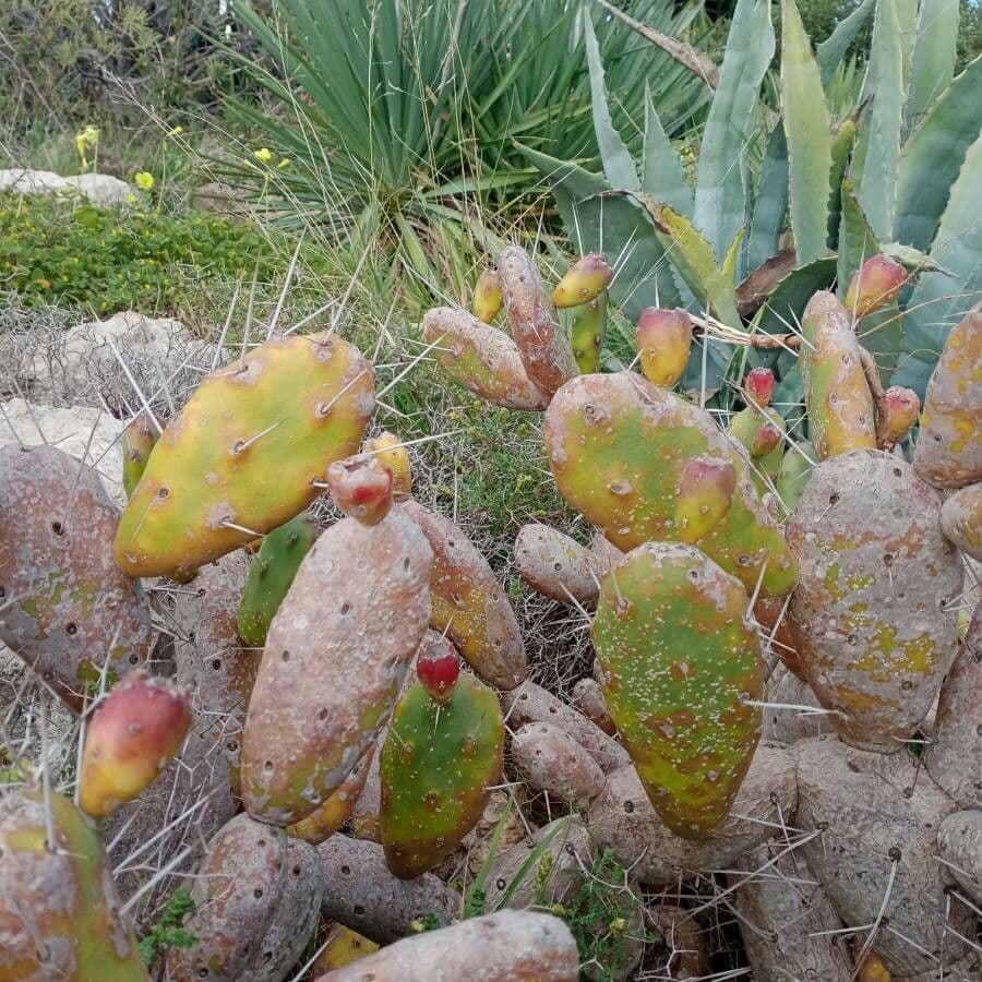Orange Feigenkaktus