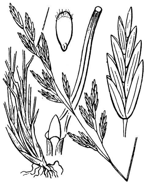 Festuca flavescens 17