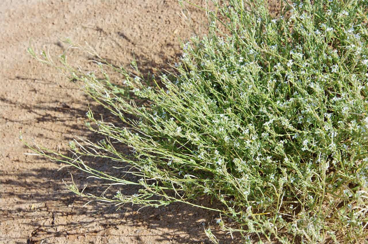 Eremobium egyptské 6