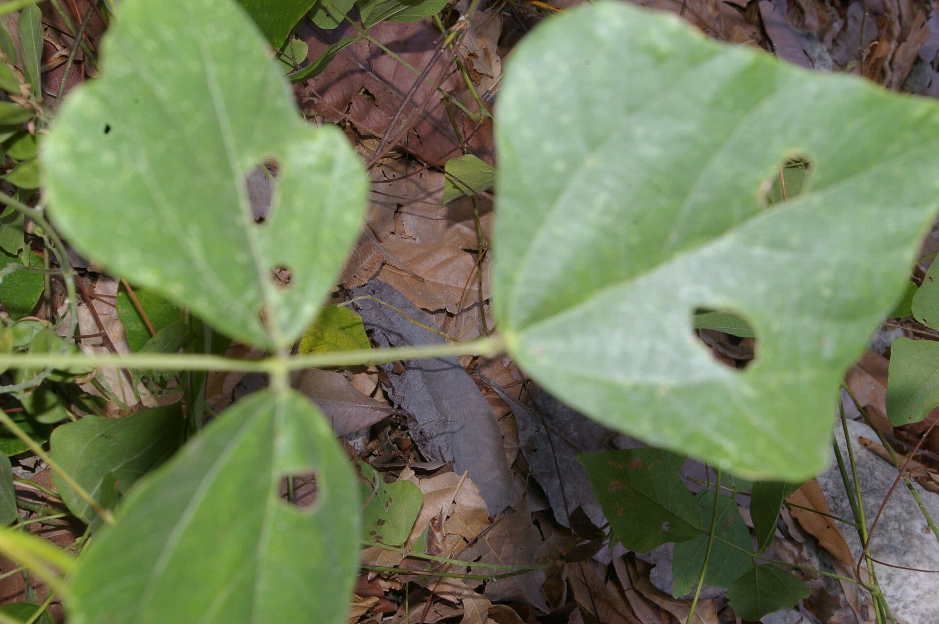 Rhynchosia 7